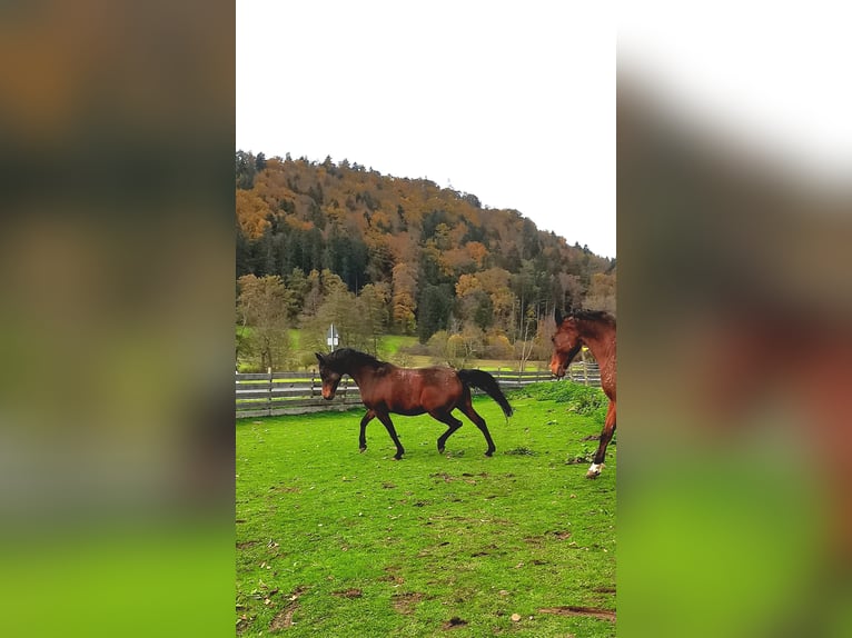 Arabian horses Gelding 14 years 14,1 hh Brown in Dietfurt an der Altmühl