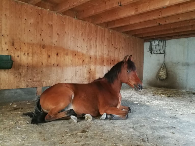 Arabian horses Gelding 14 years 14,2 hh Brown in Ammerthal