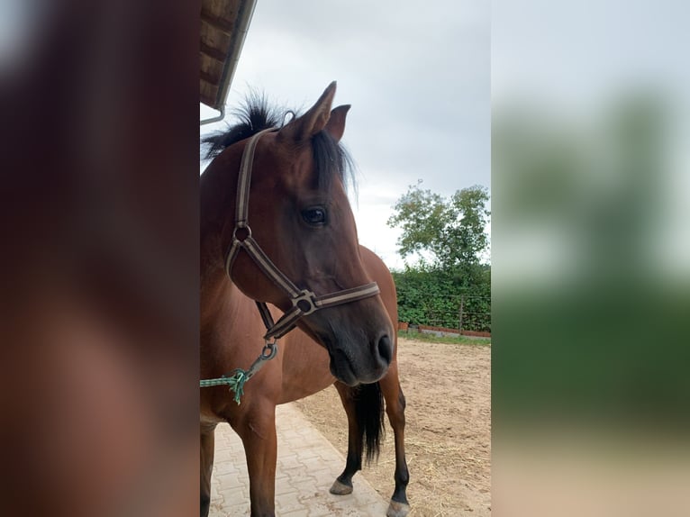 Arabian horses Gelding 14 years 14,2 hh Brown in Ammerthal