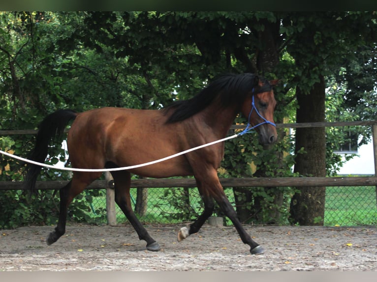 Arabian horses Gelding 14 years 14,2 hh Brown in Mittelstetten