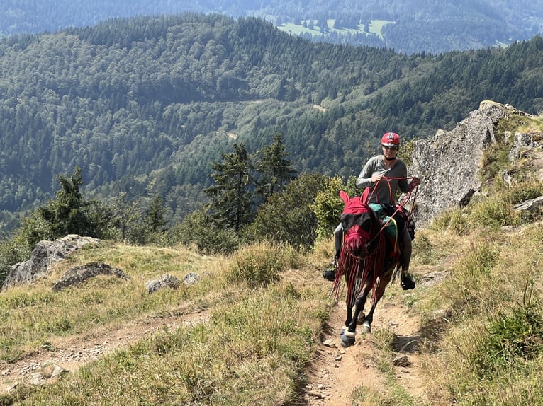 Arabian horses Gelding 14 years 14,3 hh Brown in Saal an der Donau