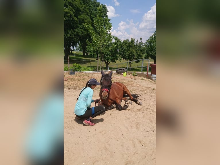 Arabian horses Gelding 14 years 14,3 hh Brown in Saal an der Donau