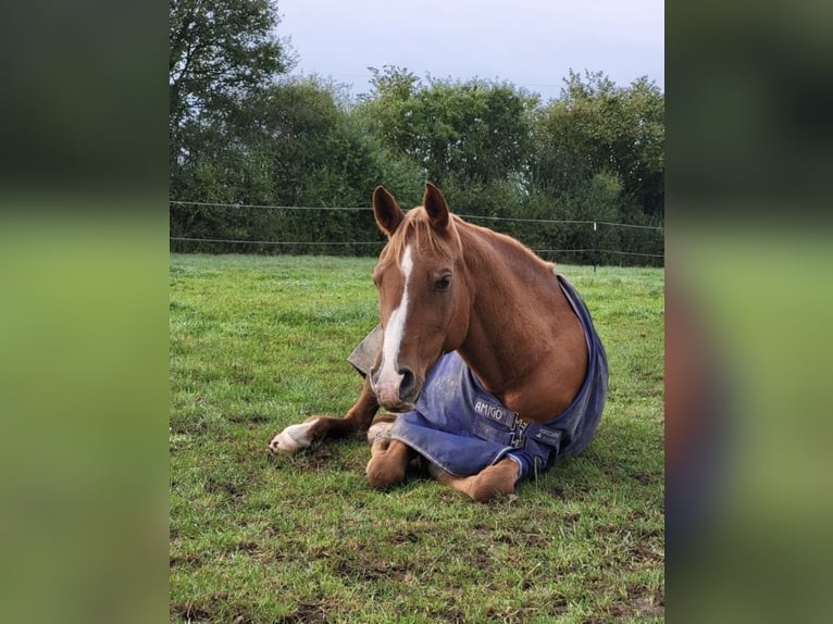 Arabian horses Gelding 14 years 14,3 hh Chestnut-Red in Witten Arabian horses Gelding 14 years 14,3 hh Chestnut-Red in Witten