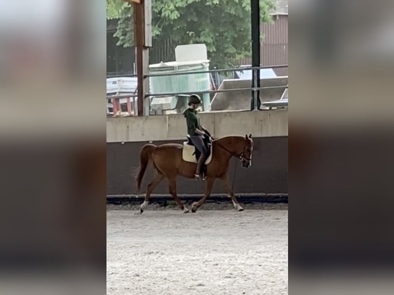 Arabian horses Gelding 14 years 14,3 hh Chestnut-Red in Witten Arabian horses Gelding 14 years 14,3 hh Chestnut-Red in Witten