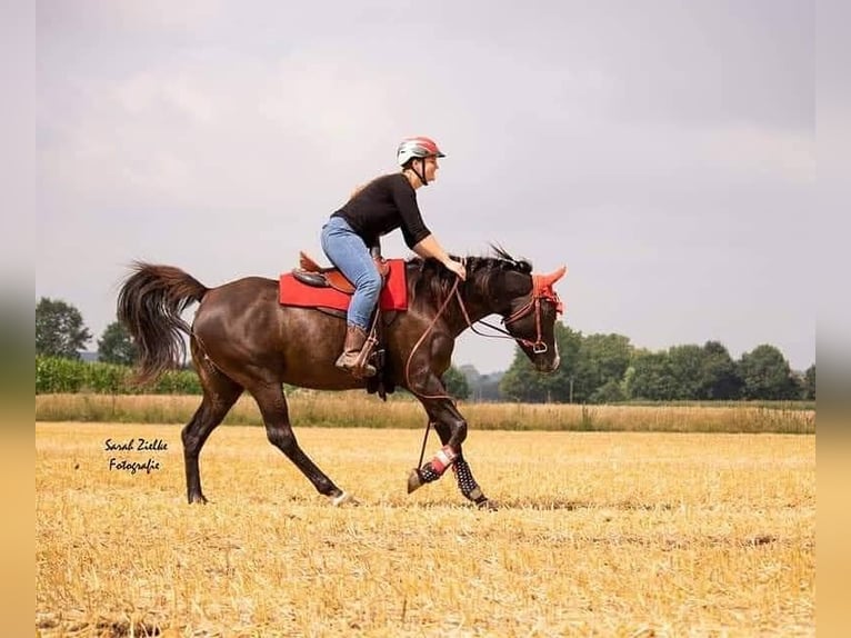 Arabian horses Gelding 14 years 15.1 hh Black in Sulzbach
