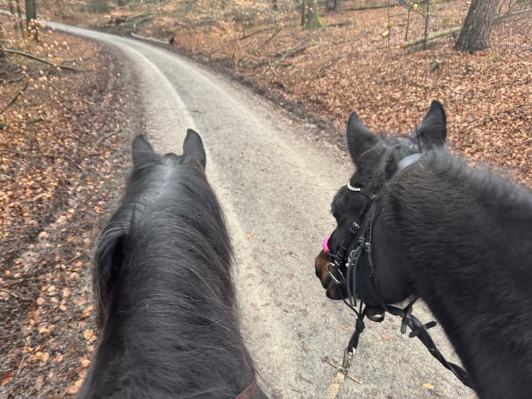 Arabian horses Gelding 14 years 15 hh Bay-Dark in Johannesberg