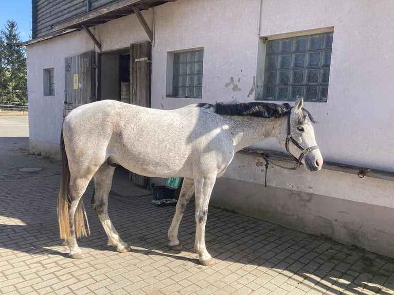 Arabian horses Gelding 14 years 15 hh Gray-Fleabitten in Chemnitz