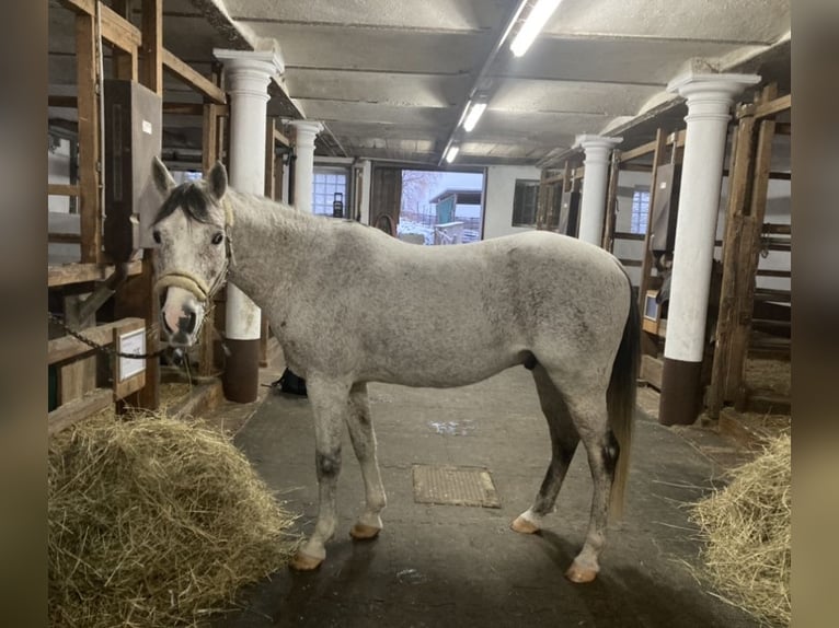 Arabian horses Gelding 14 years 15 hh Gray-Fleabitten in Chemnitz