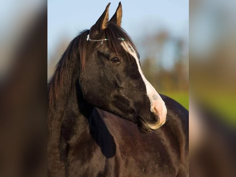 Arabian horses Gelding 14 years 15,1 hh Black in Sulzbach