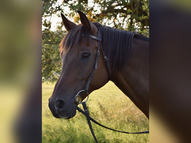 Arabian horses Gelding 14 years 15,3 hh Brown in Hofheim am Taunus