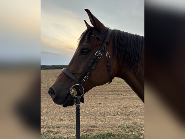 Arabian horses Gelding 14 years 15,3 hh Brown in Hofheim am Taunus