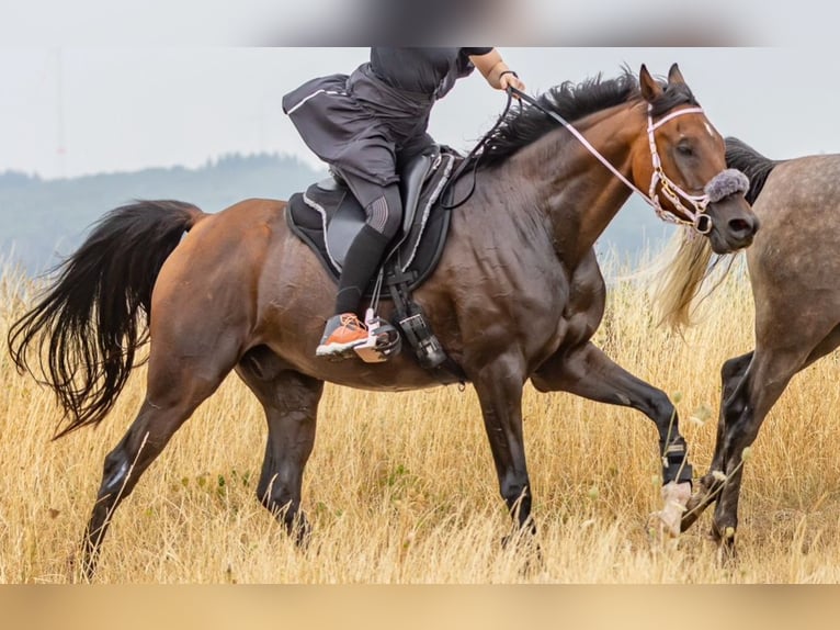 Arabian horses Gelding 14 years 15,3 hh Brown in Hofheim am Taunus