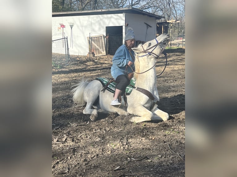 Arabian horses Gelding 15 years 14,1 hh White in Kansas City, Kansas