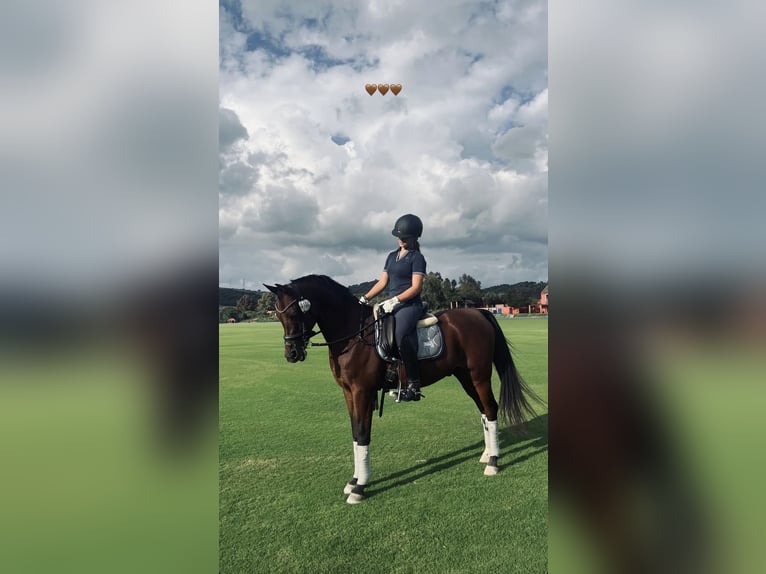 Arabian horses Mix Gelding 15 years 14 hh Bay-Dark in Sotogrande