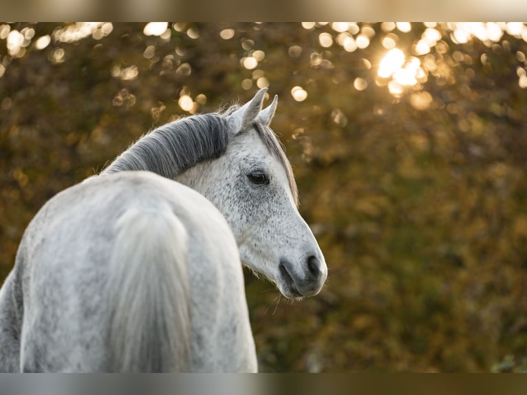 Arabian horses Gelding 15 years 14,2 hh Grey-Dapple in Waldbronn