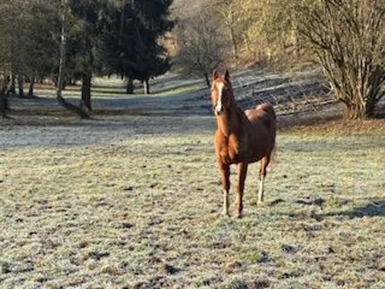 Arabian horses Gelding 15 years 15 hh Chestnut-Red in Geilnau