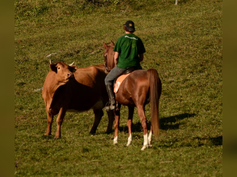Arabian horses Gelding 15 years 15 hh Chestnut-Red in Koprivnica