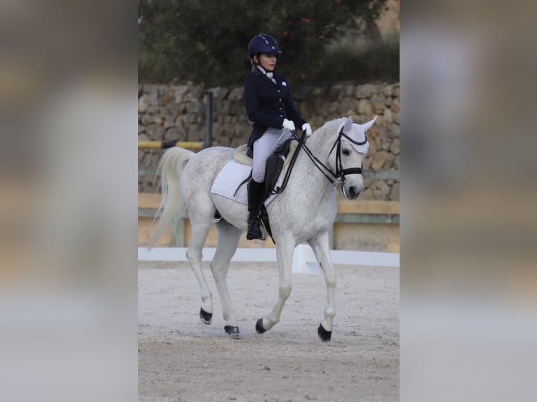Arabian horses Mix Gelding 16 years 14,2 hh Gray-Fleabitten in Ondara, Alicante