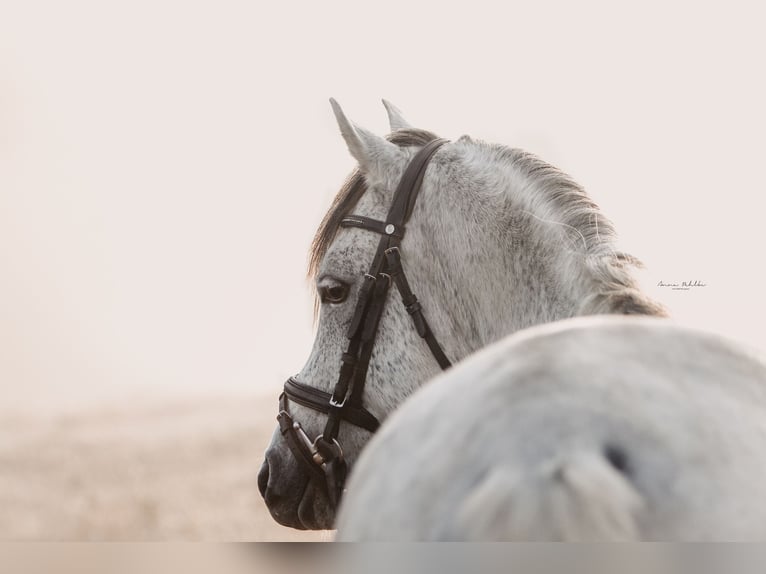 Arabian horses Gelding 16 years 14,2 hh Grey-Dapple in Waldbronn