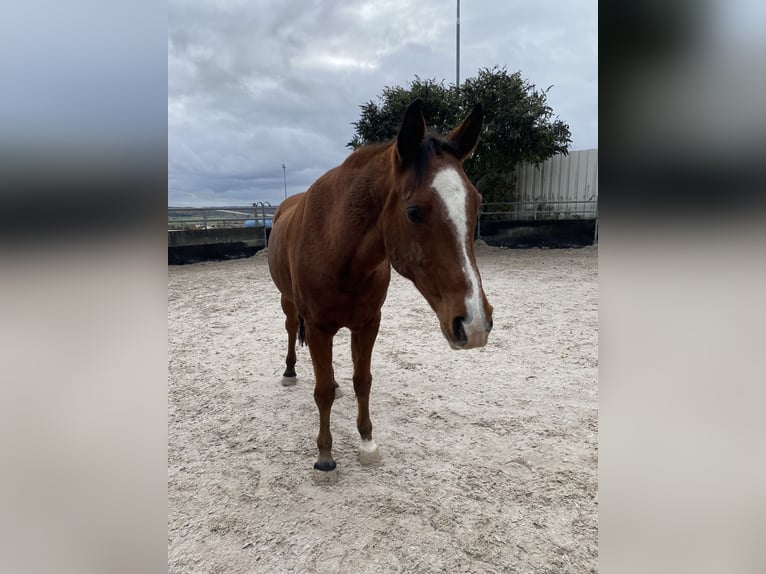 Arabian horses Gelding 16 years 14,3 hh Brown in Böblingen
