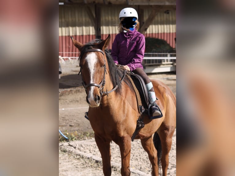 Arabian horses Gelding 16 years 14,3 hh Brown in Böblingen