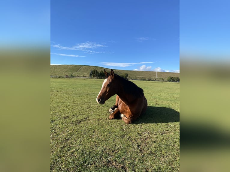 Arabian horses Gelding 16 years 14,3 hh Brown in Böblingen