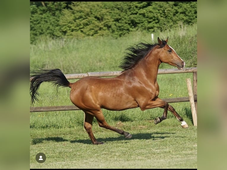 Arabian horses Gelding 16 years 14,3 hh Brown in Böblingen