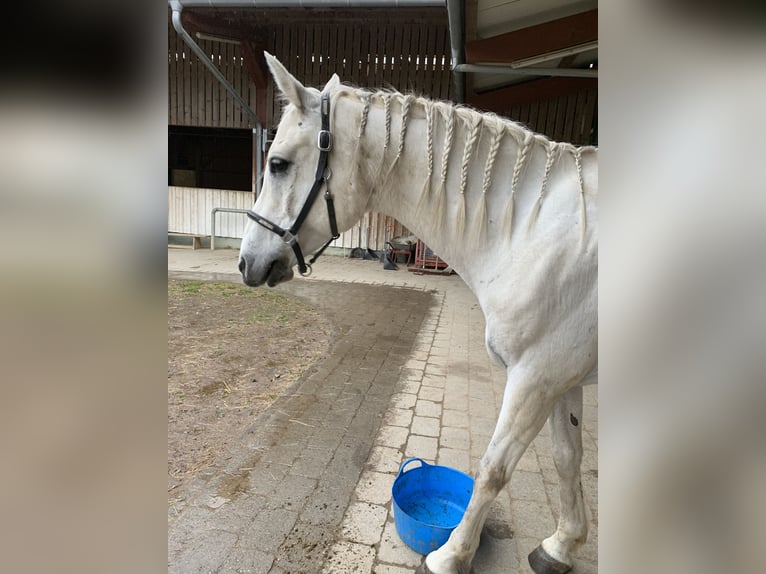 Arabian horses Gelding 16 years 15 hh Gray in Friedrichshafen