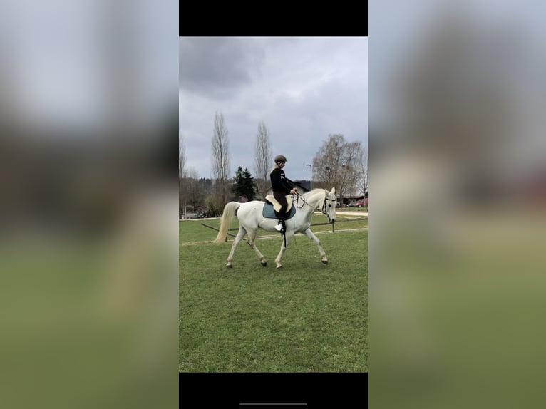 Arabian horses Gelding 16 years 15 hh Gray in Friedrichshafen