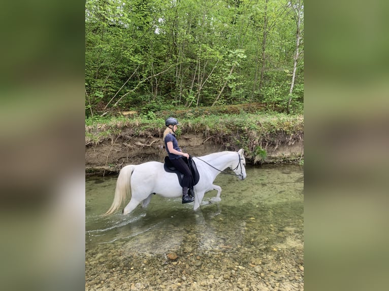 Arabian horses Gelding 16 years 15 hh Gray in Friedrichshafen