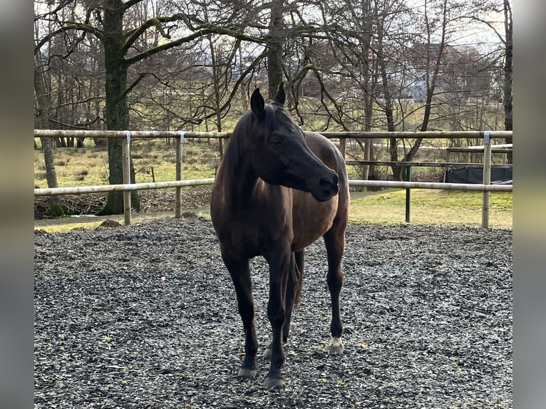 Arabian horses Gelding 16 years 15,1 hh Black in St. Peter