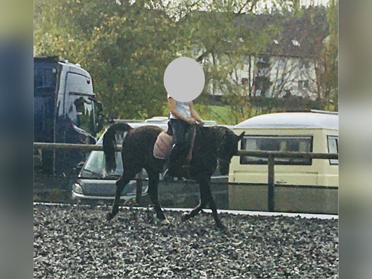 Arabian horses Gelding 16 years 15,1 hh Black in St. Peter