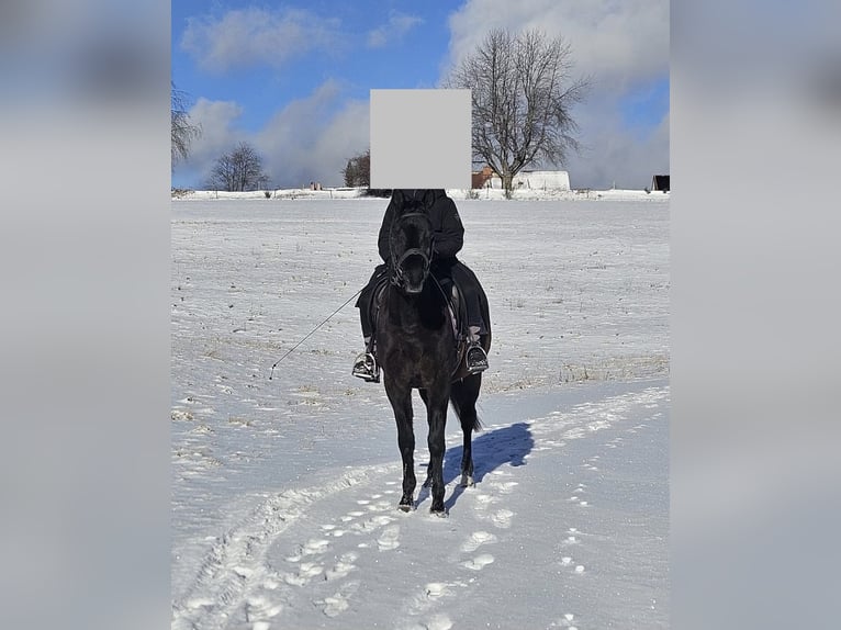 Arabian horses Gelding 16 years 15,1 hh Black in St. Peter