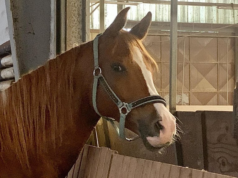 Arabian horses Gelding 16 years 15,2 hh Chestnut-Red in Mettmann