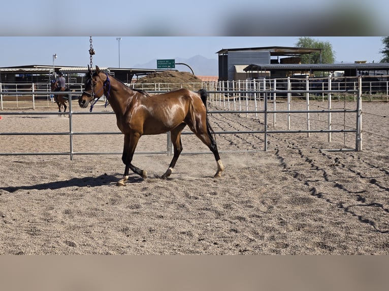 Arabian horses Gelding 16 years Bay in Mesa