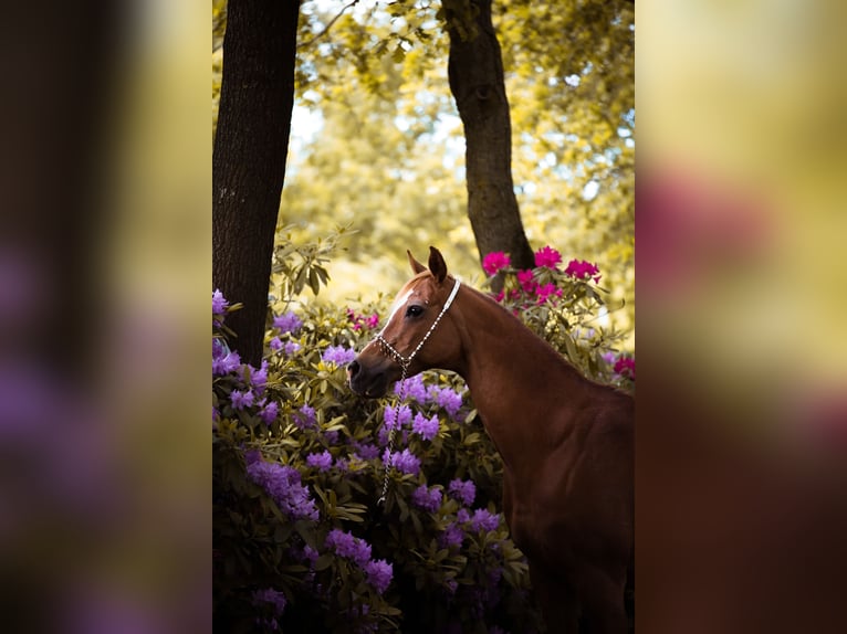 Arabian horses Gelding 17 years 14,3 hh Rabicano in Nordholz