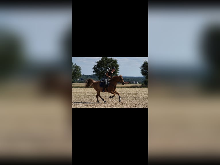 Arabian horses Gelding 17 years 14,3 hh Rabicano in Nordholz