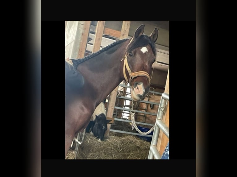 Arabian horses Gelding 17 years 15.1 hh Bay-Dark in Tann