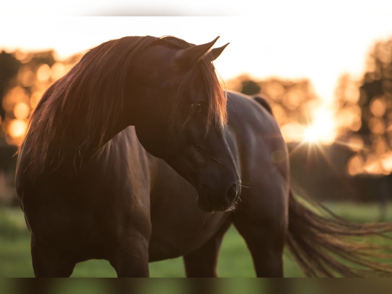 Arabian horses Gelding 17 years 15,1 hh Black in Schönwalde