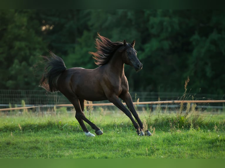 Arabian horses Gelding 17 years 15,1 hh Black in Schönwalde