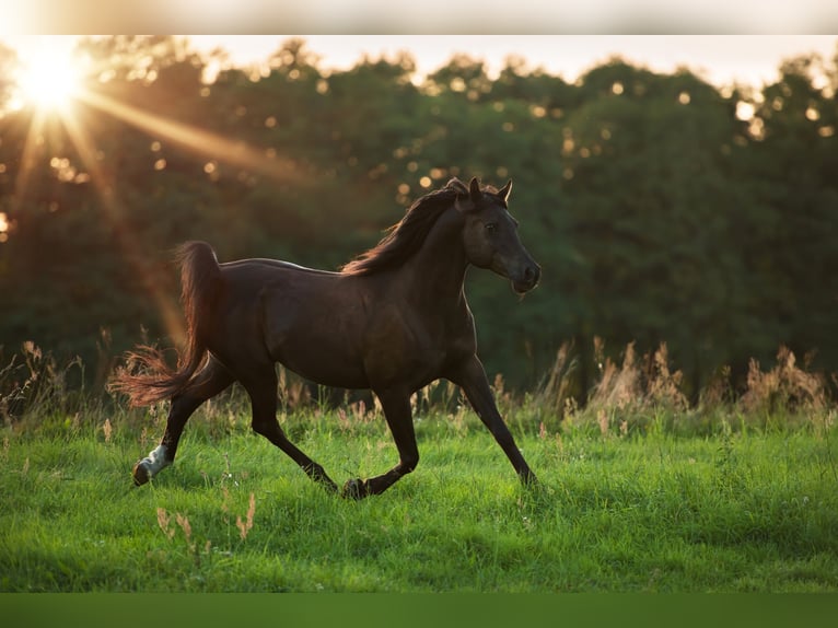 Arabian horses Gelding 17 years 15,1 hh Black in Schönwalde