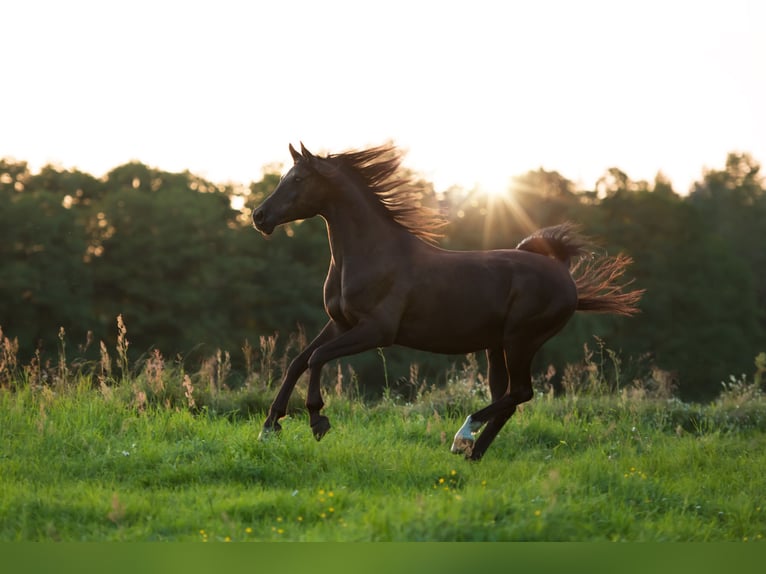 Arabian horses Gelding 17 years 15,1 hh Black in Schönwalde