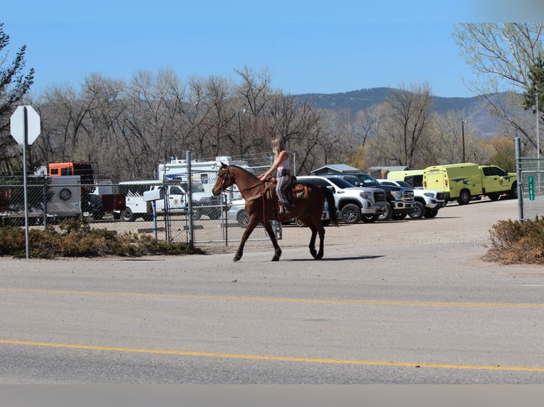 Arabian horses Gelding 17 years 15 hh Bay in Fort Collins, CO