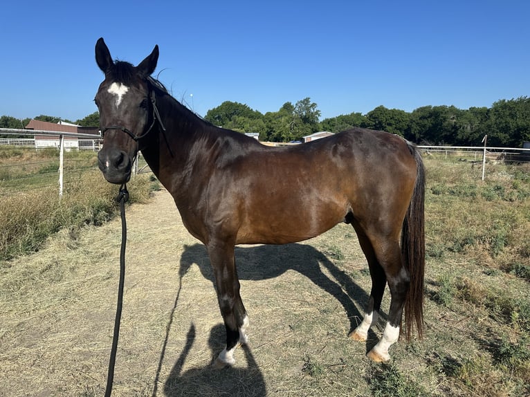 Arabian horses Gelding 17 years Bay-Dark in Princeton Texas