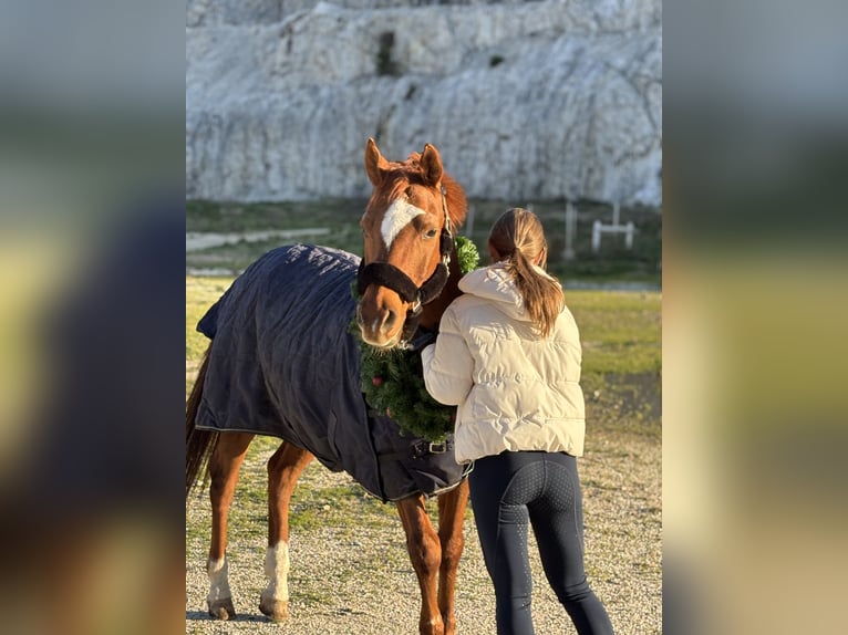 Arabian horses Gelding 18 years 15.1 hh Chestnut in Podstrana, Split