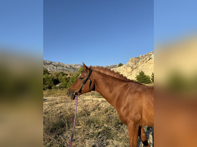 Arabian horses Gelding 18 years 15.1 hh Chestnut in Podstrana, Split