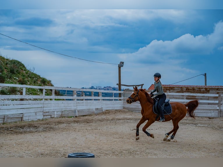 Arabian horses Gelding 18 years 15.1 hh Chestnut in Podstrana, Split