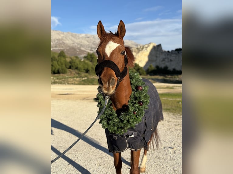 Arabian horses Gelding 18 years 15.1 hh Chestnut in Podstrana, Split