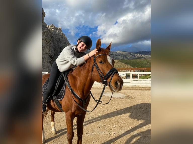 Arabian horses Gelding 18 years 15.1 hh Chestnut in Podstrana, Split