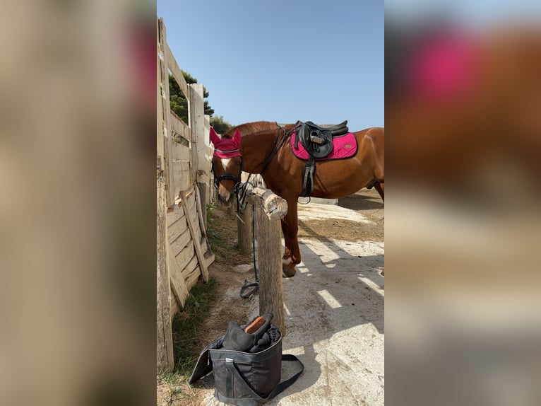 Arabian horses Gelding 18 years 15.1 hh Chestnut in Podstrana, Split
